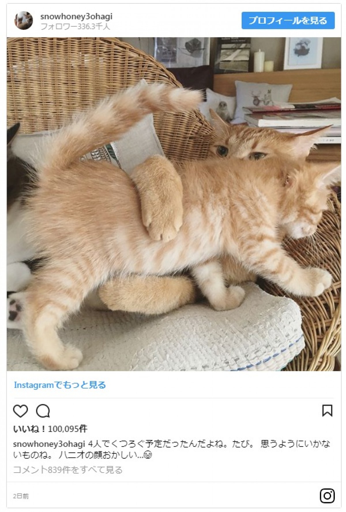 愛猫家の石田ゆり子、動物写真専用のインスタグラムを開設しファン歓喜