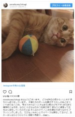 【写真】愛猫家の石田ゆり子　インスタで人気の猫写真