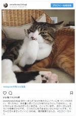 ※「石田ゆり子」動物写真専用インスタグラム