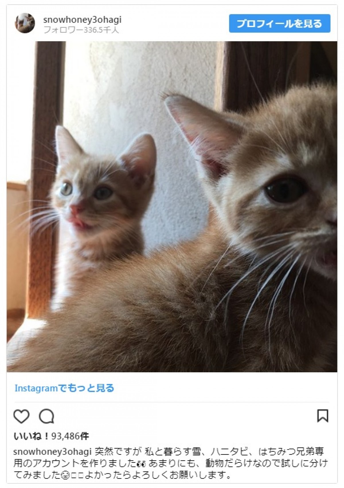 愛猫家の石田ゆり子、動物写真専用のインスタグラムを開設しファン歓喜