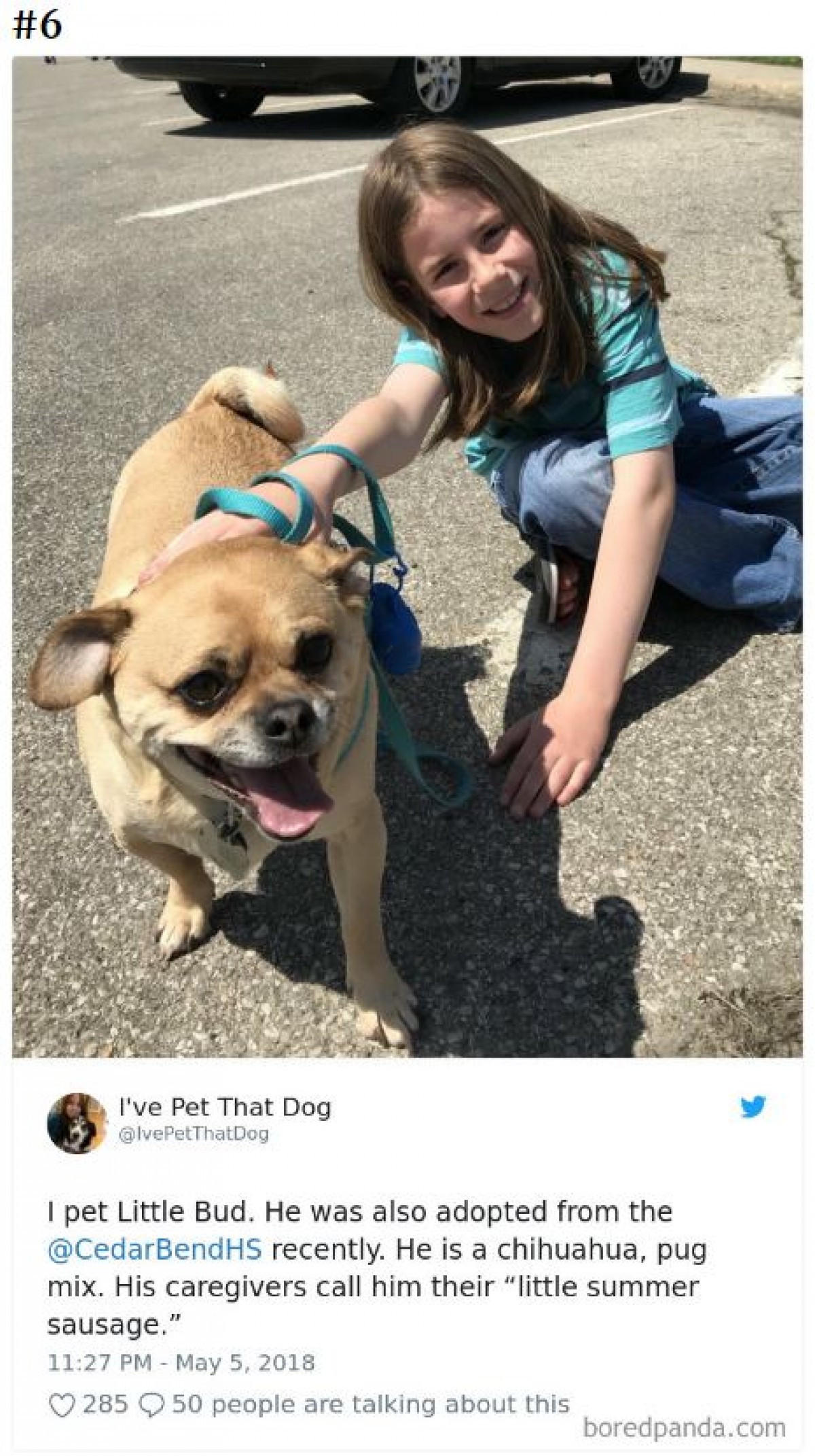 相乗効果でかわいさ倍増！“なでた犬”を紹介する少年のツイートが人気