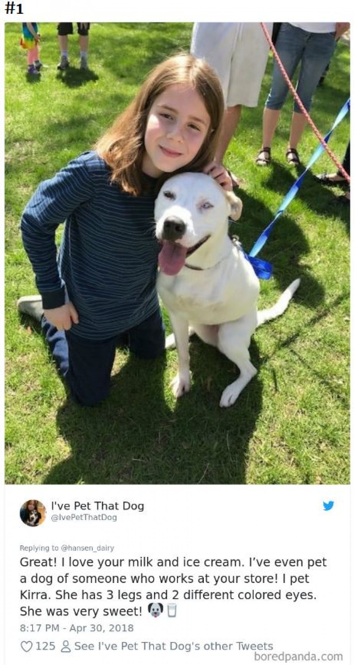 相乗効果でかわいさ倍増！“なでた犬”を紹介する少年のツイートが人気