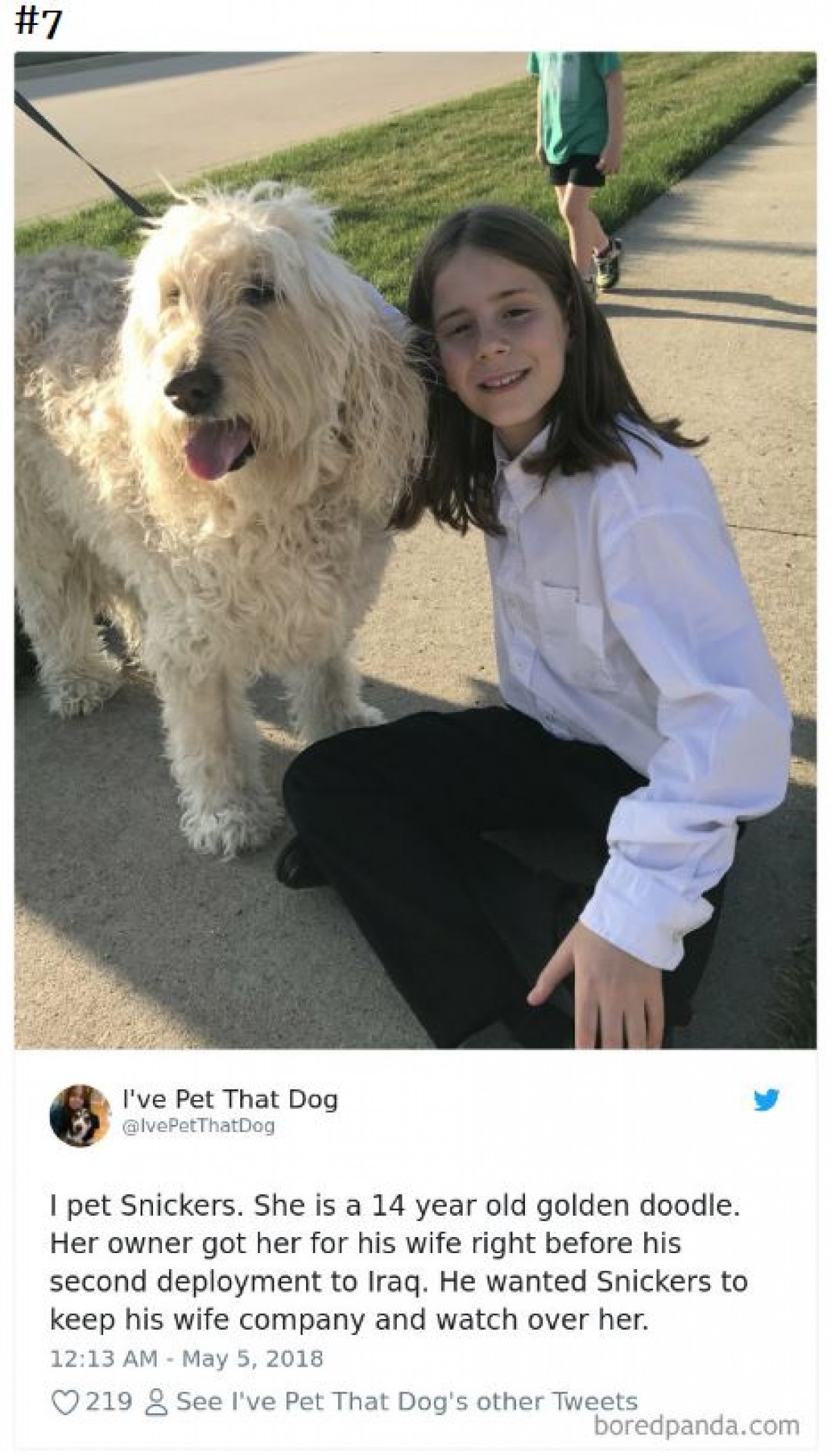 相乗効果でかわいさ倍増！“なでた犬”を紹介する少年のツイートが人気
