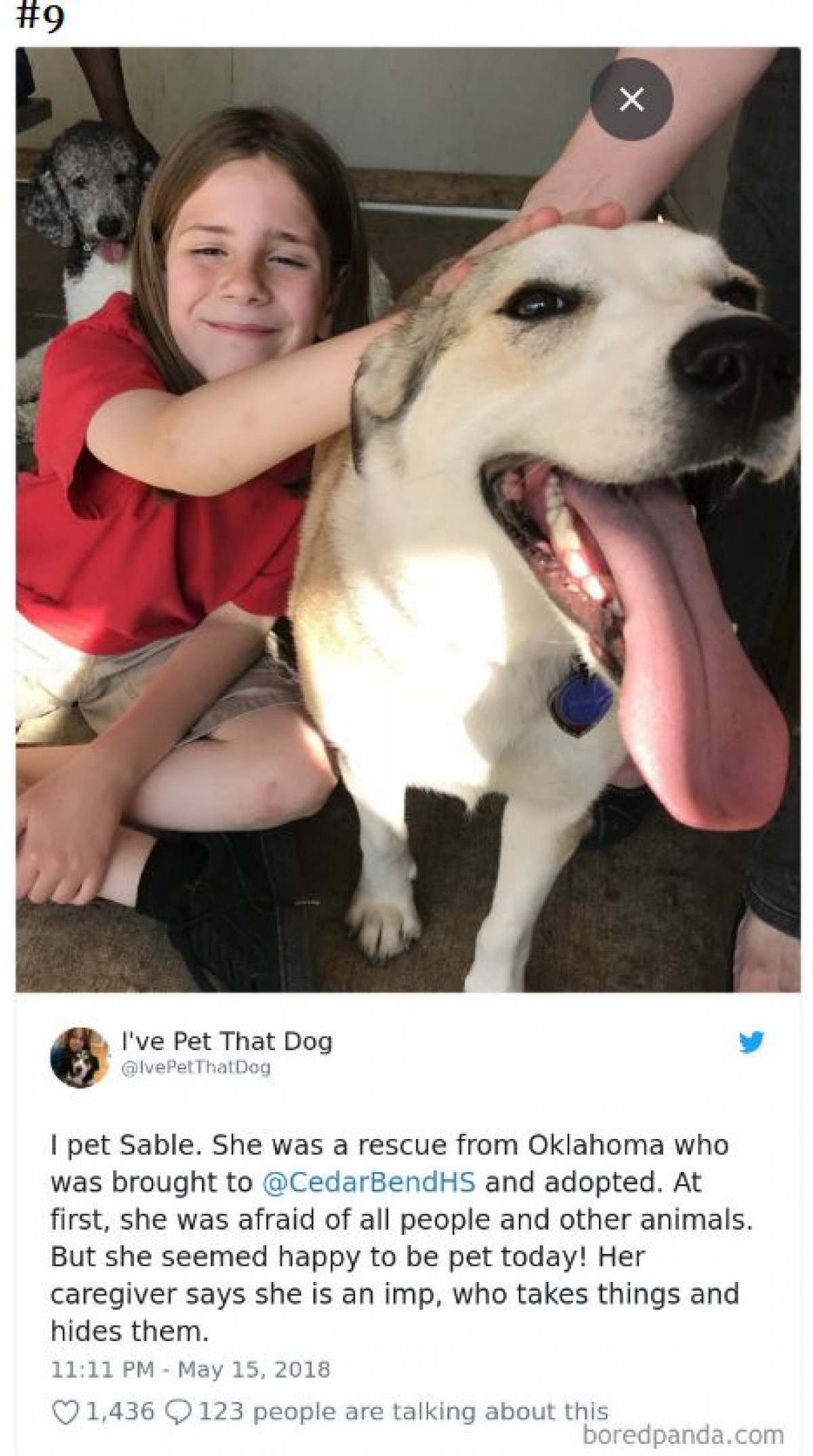 相乗効果でかわいさ倍増！“なでた犬”を紹介する少年のツイートが人気