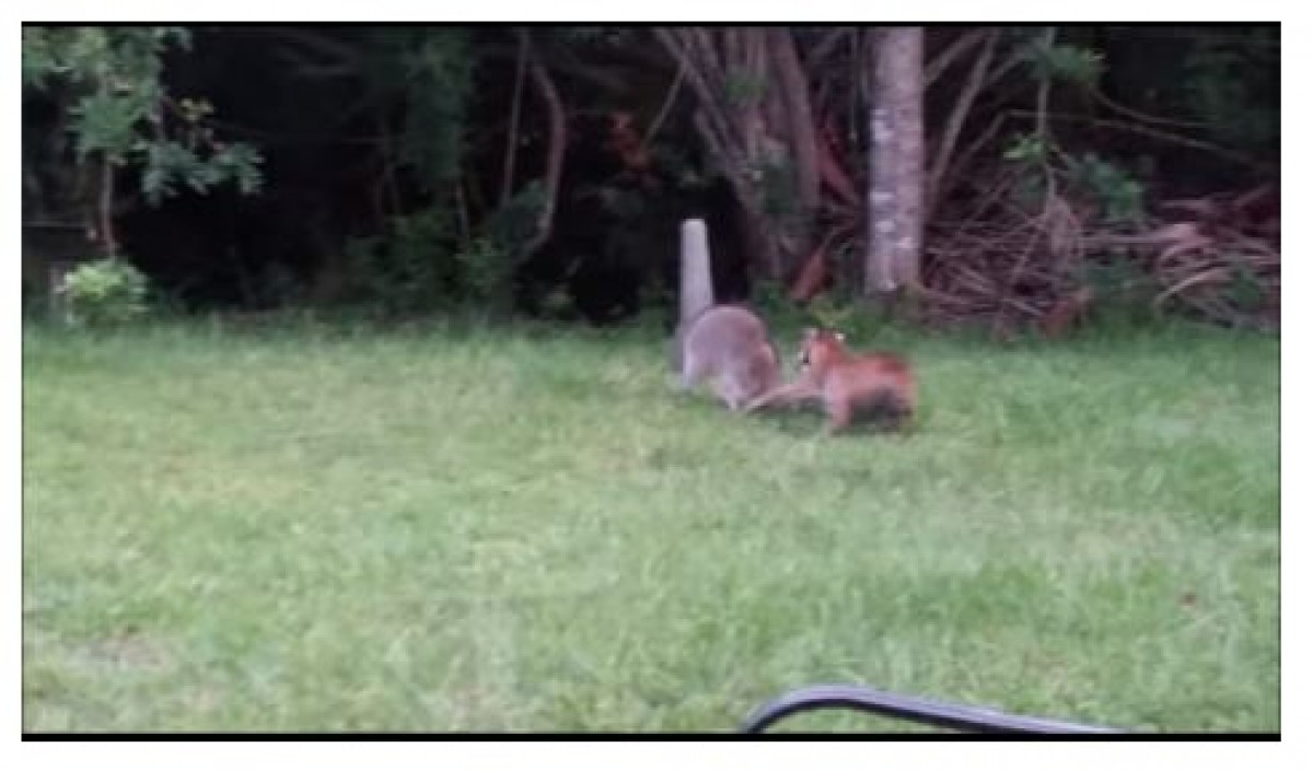 母アライグマとボブキャットの戦い！　驚きの結末に