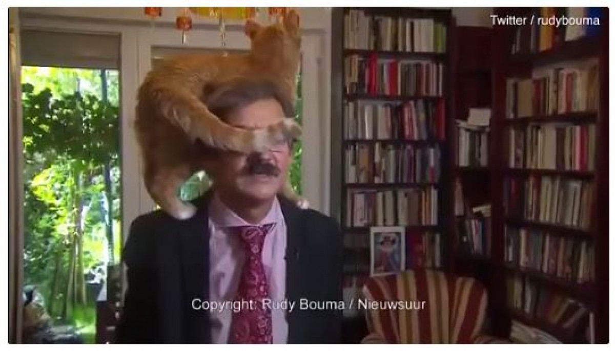 ニュース番組で大真面目な政治インタビュー中、飼い猫が博士の頭に！