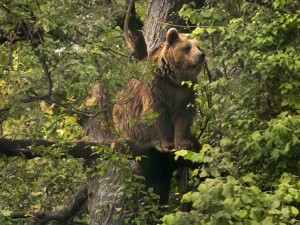 熊が民家侵入！ 鳥のエサを食べる