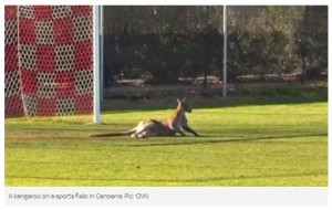 数千匹の腹ペコカンガルーが食べ物を求めて街に！ オーストラリア