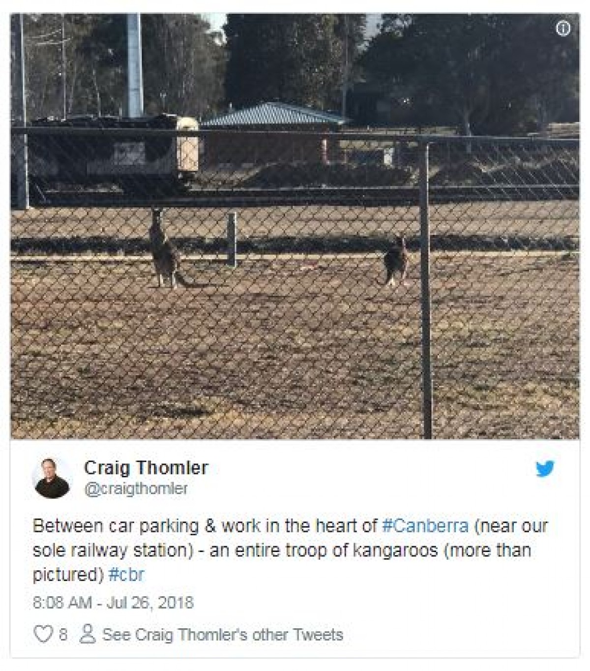 数千匹の腹ペコカンガルーが食べ物を求めて街に！ オーストラリア