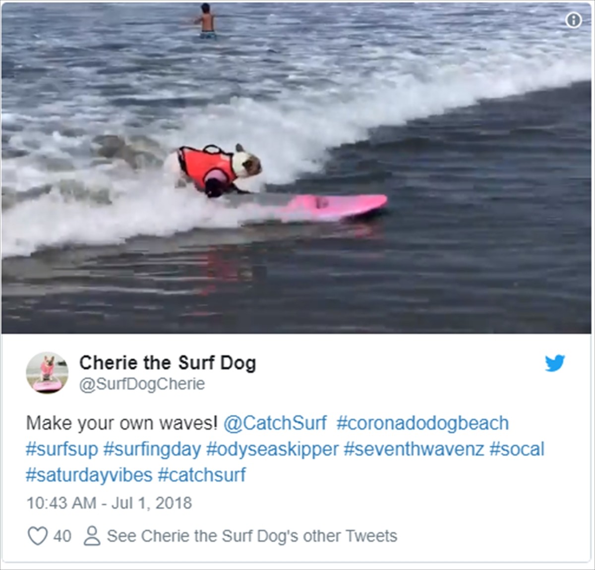 かわいい！ かっこいい！ 犬のサーフィン世界選手権開催　アメリカ