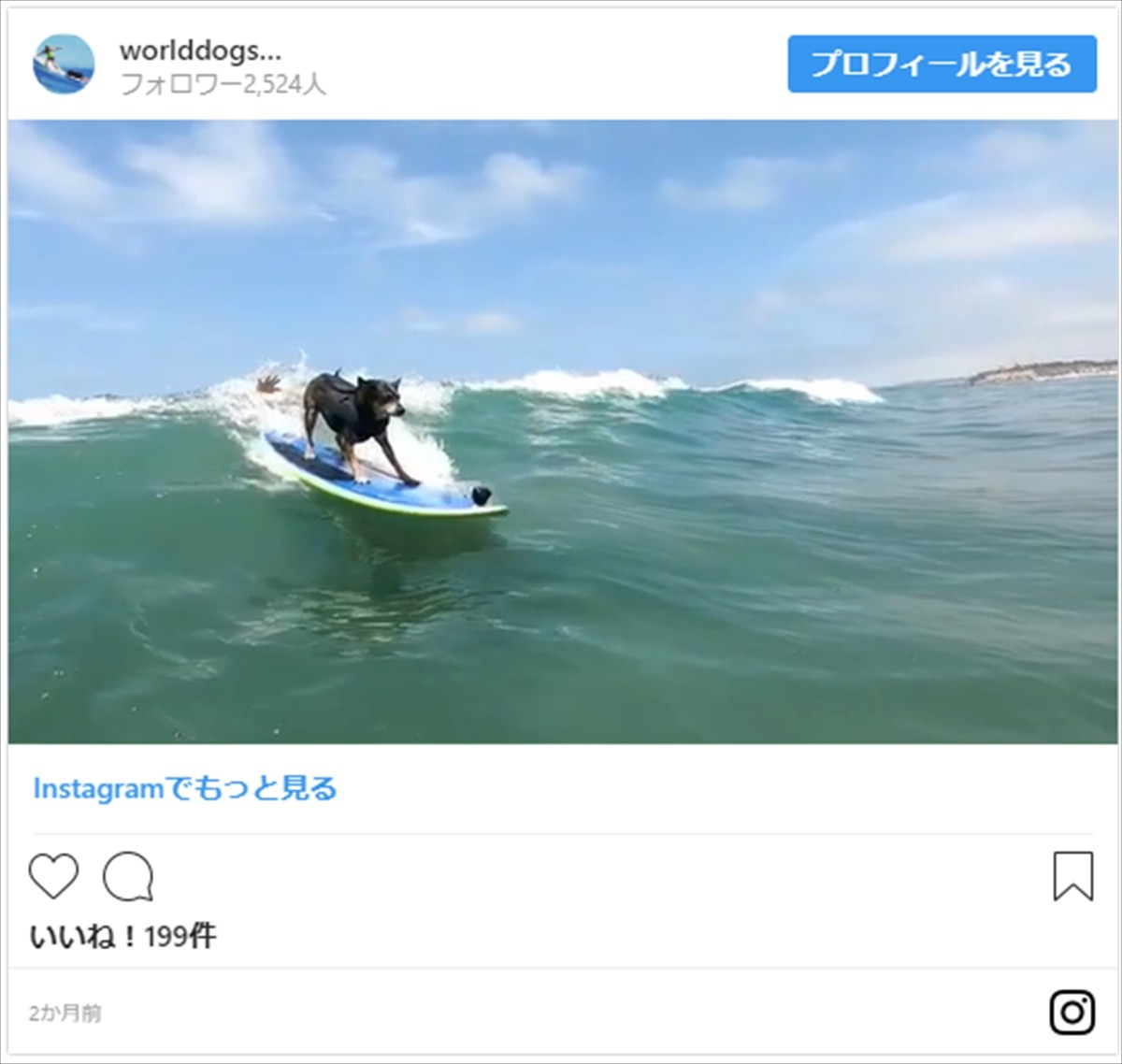 かわいい！ かっこいい！ 犬のサーフィン世界選手権開催　アメリカ