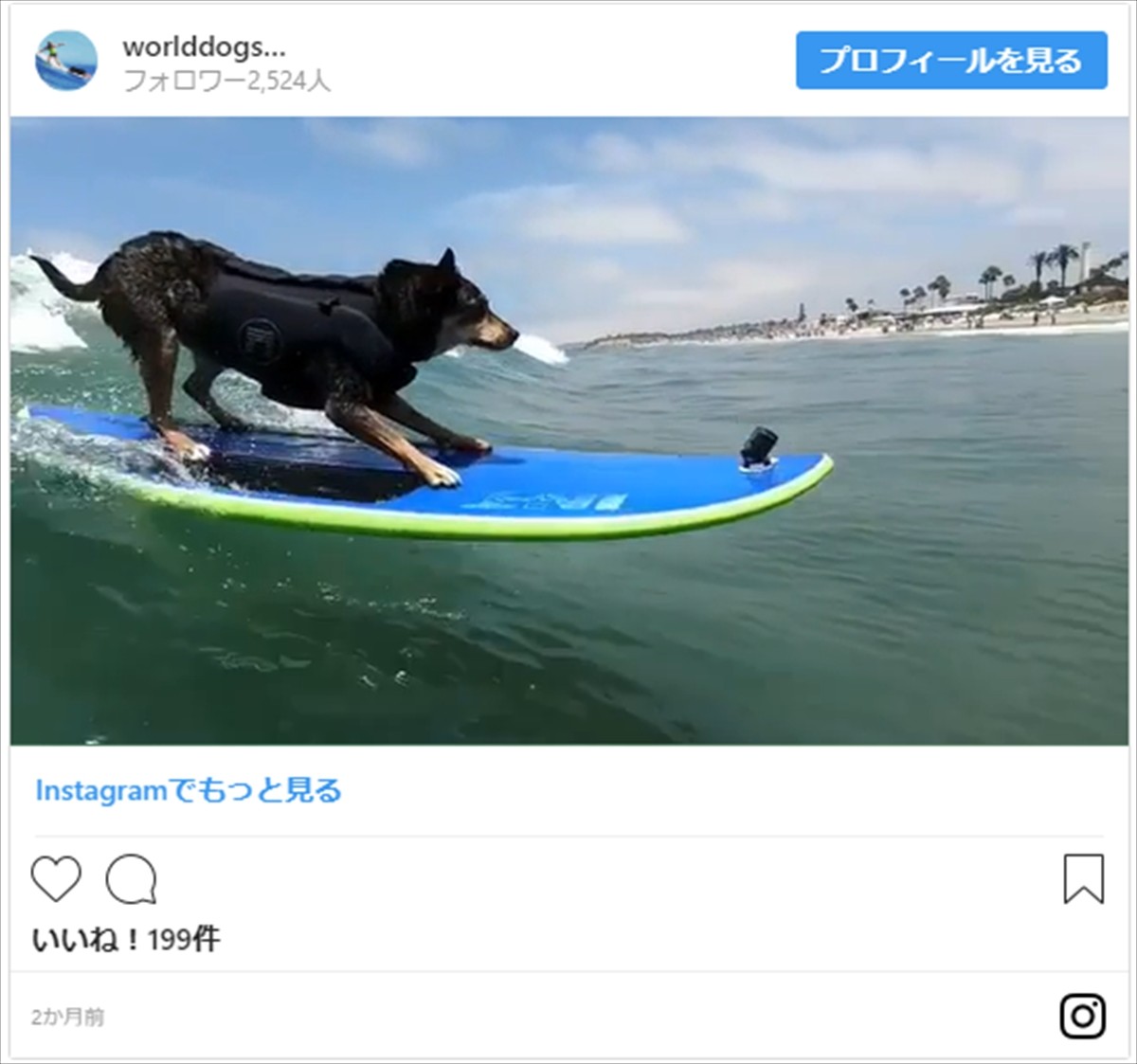 かわいい！ かっこいい！ 犬のサーフィン世界選手権開催　アメリカ