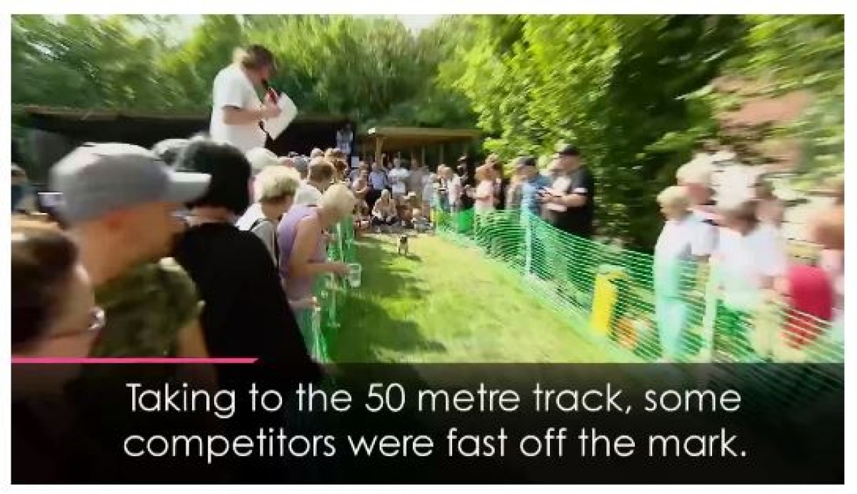 パグ限定50m走！ パグ界のウサイン・ボルトが3年連続優勝