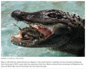 元気な80代ワニ！ 第二次大戦勃発時からセルビアの動物園で生き抜く