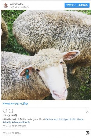 【写真】迷える？ 子羊をニューヨークの教会がリアルに預かる