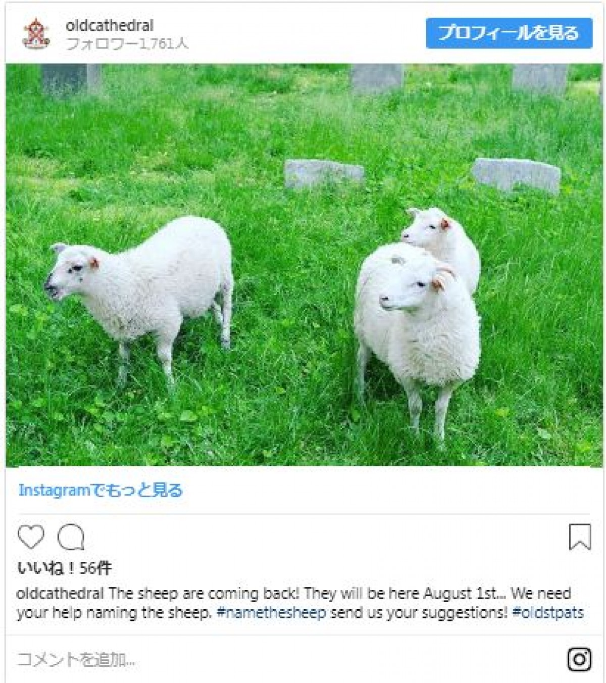 迷える？ 子羊をニューヨークの教会がリアルに預かる