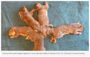 【写真】尻尾が絡まっちゃった5匹のリスを救助！