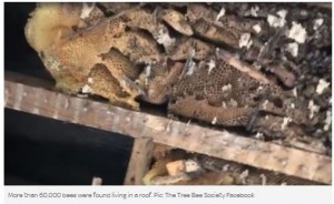 病院の屋根に6万匹の蜂が！ 巣の撤去は「ハチミツの海で泳ぐ」状態に