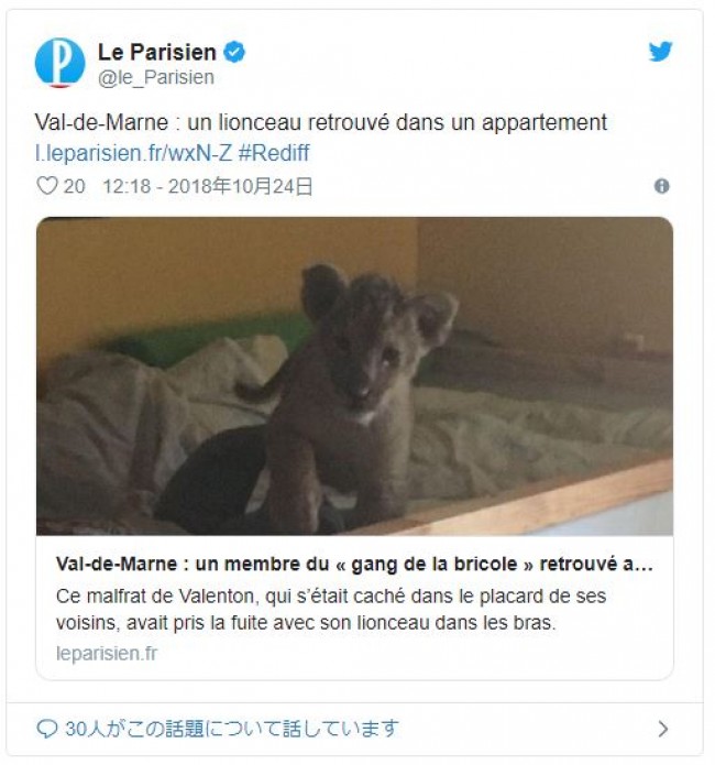 マンションで見つかった赤ちゃんライオン　※「Le Parisien」ツイッター