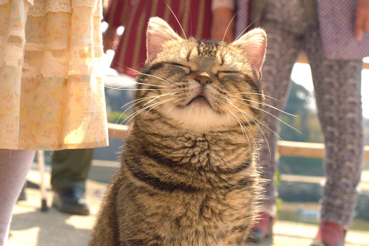 豆ごはん、いなりずし、卵焼きも『ねことじいちゃん』食卓を彩る手料理写真を公開