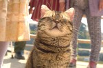 映画『ねことじいちゃん』場面写真