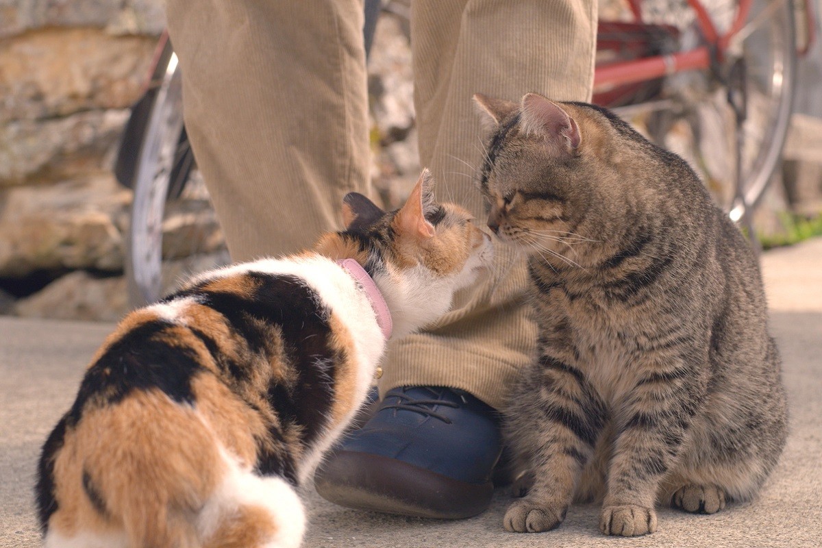 猫仲間にあいさつ＆スリスリ『ねことじいちゃん』タマの散歩を追跡した本編公開