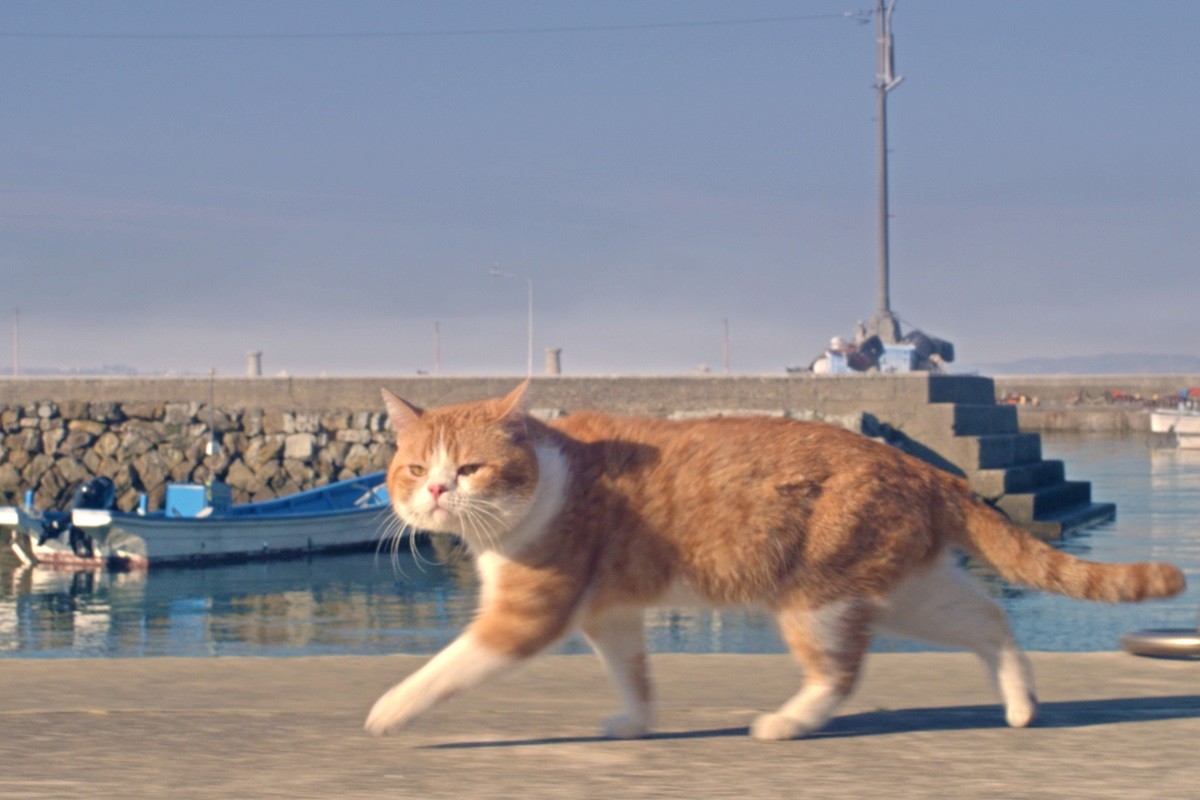 猫仲間にあいさつ＆スリスリ『ねことじいちゃん』タマの散歩を追跡した本編公開