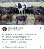 超巨大な牛　※「Hannah Thoburn」ツイッター