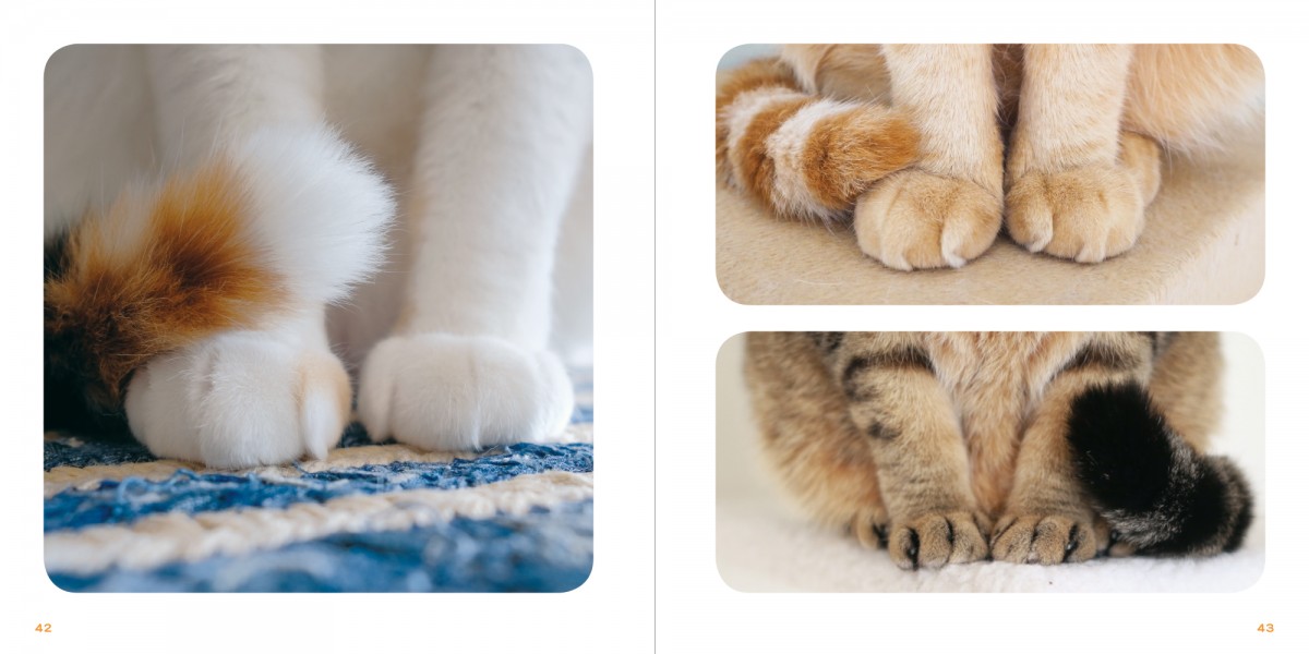 クリームパンみたいな“猫の手”に釘付け！『もっと ねこのおてて』写真集発売