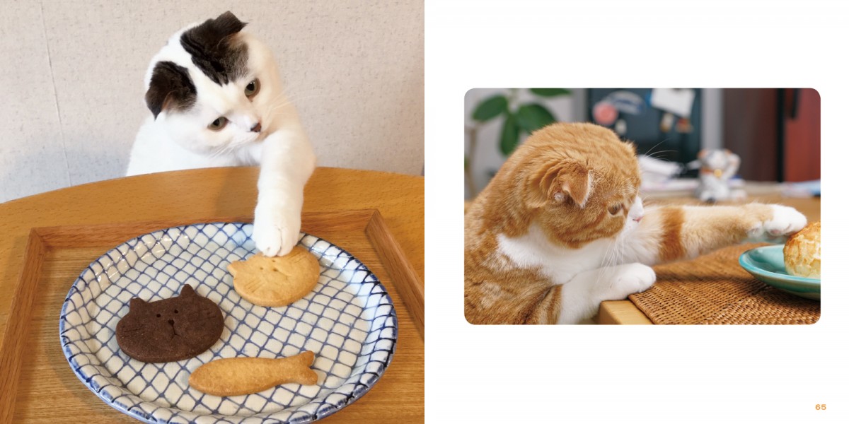 クリームパンみたいな“猫の手”に釘付け！『もっと ねこのおてて』写真集発売