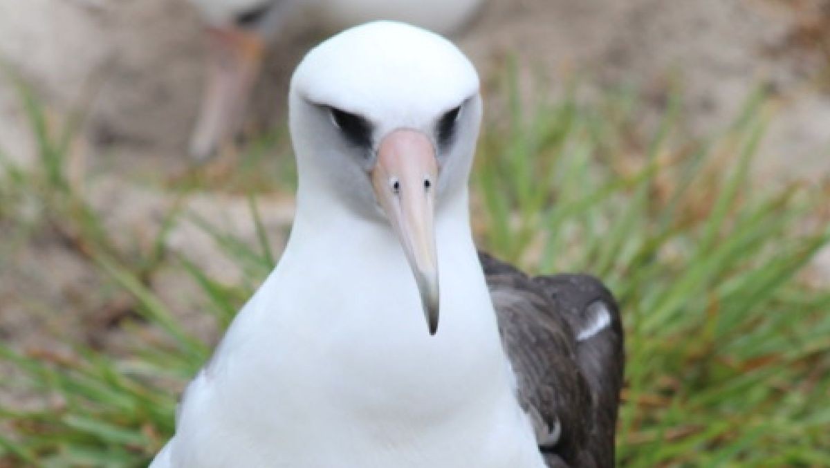 世界最高齢の鳥、68歳のアホウドリが産卵