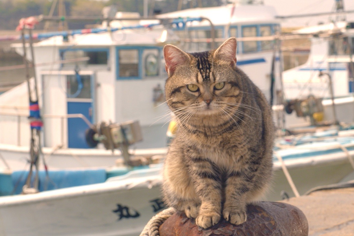 猫仲間にあいさつ＆スリスリ『ねことじいちゃん』タマの散歩を追跡した本編公開