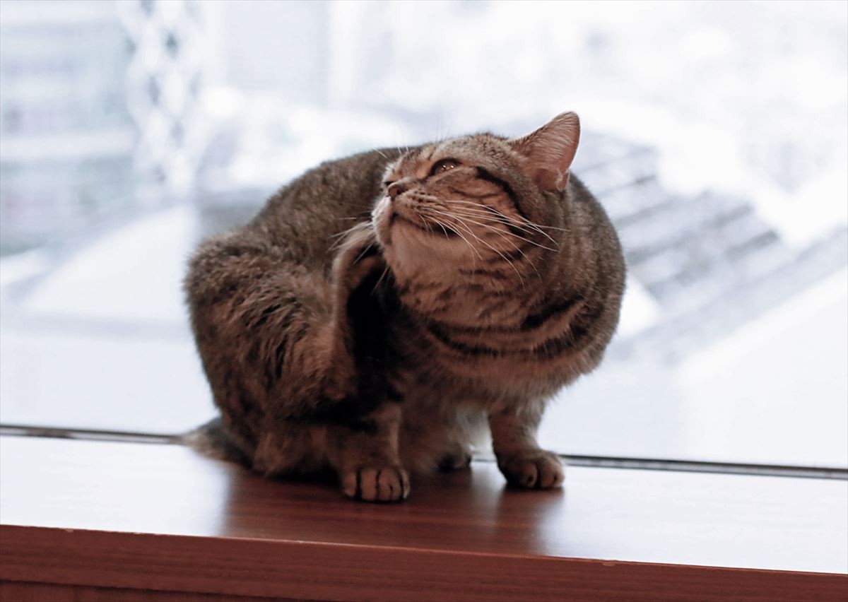 全シーンに猫を！ 猫撮影の達人・岩合光昭監督の並々ならぬこだわり