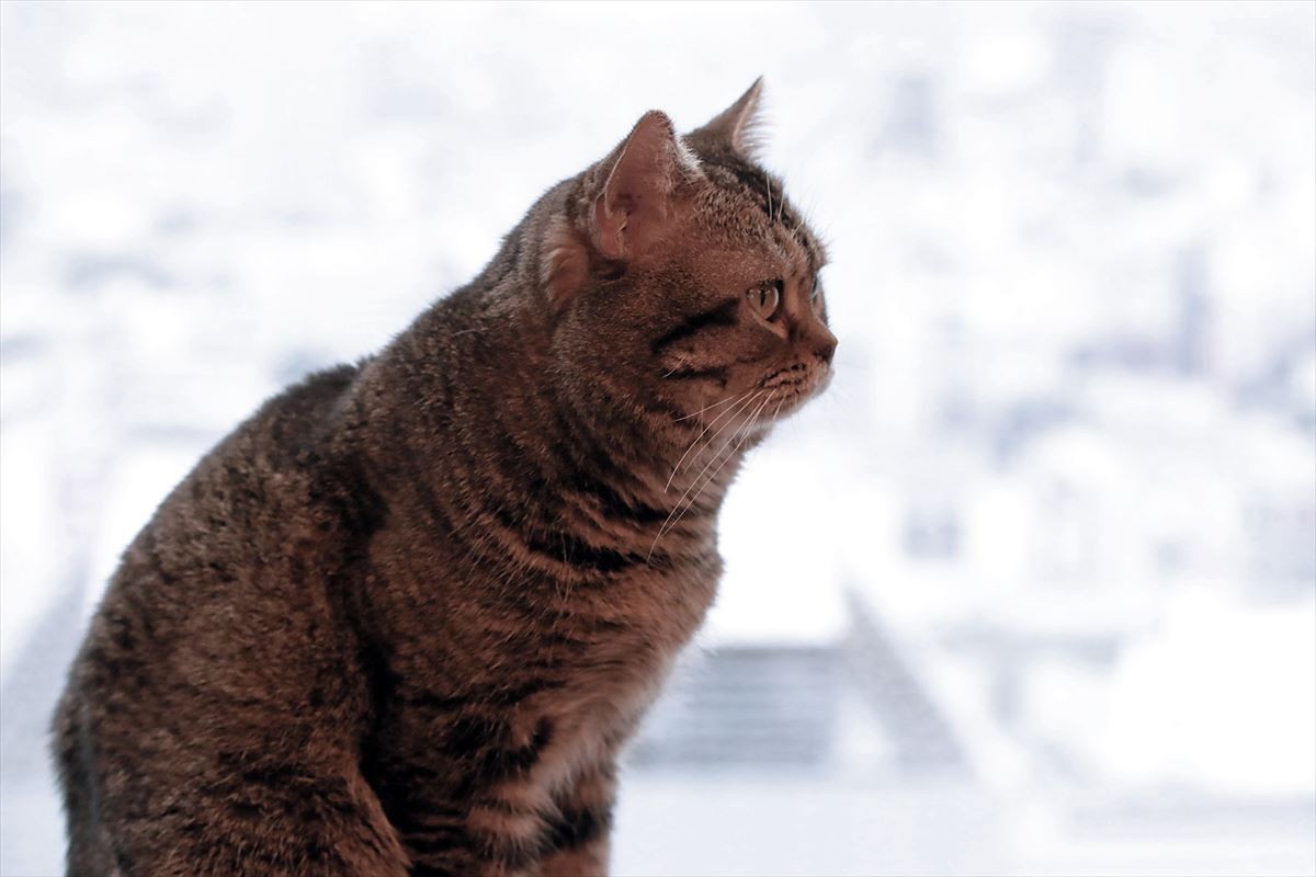 全シーンに猫を！ 猫撮影の達人・岩合光昭監督の並々ならぬこだわり