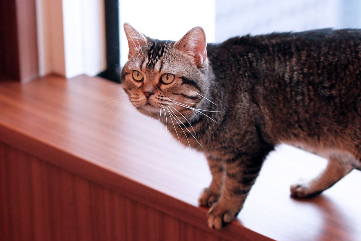 全シーンに猫を！ 猫撮影の達人・岩合光昭監督の並々ならぬこだわり