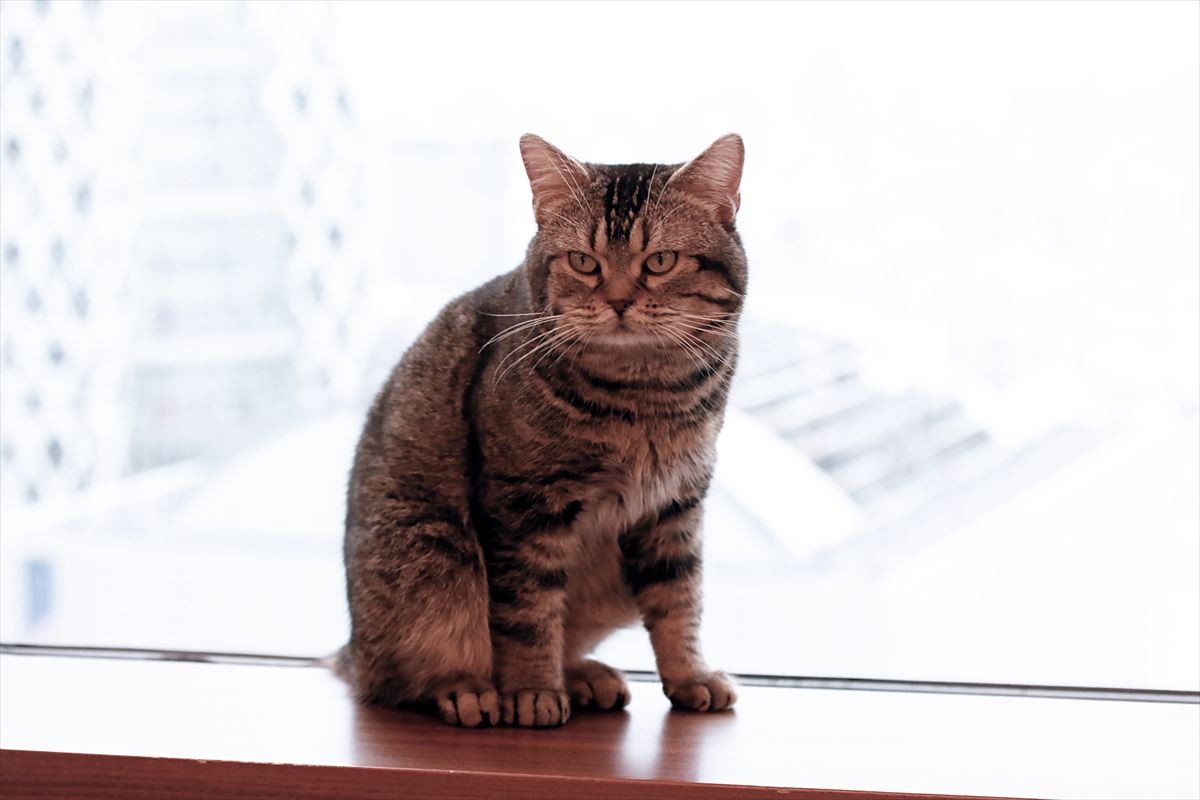 全シーンに猫を！ 猫撮影の達人・岩合光昭監督の並々ならぬこだわり