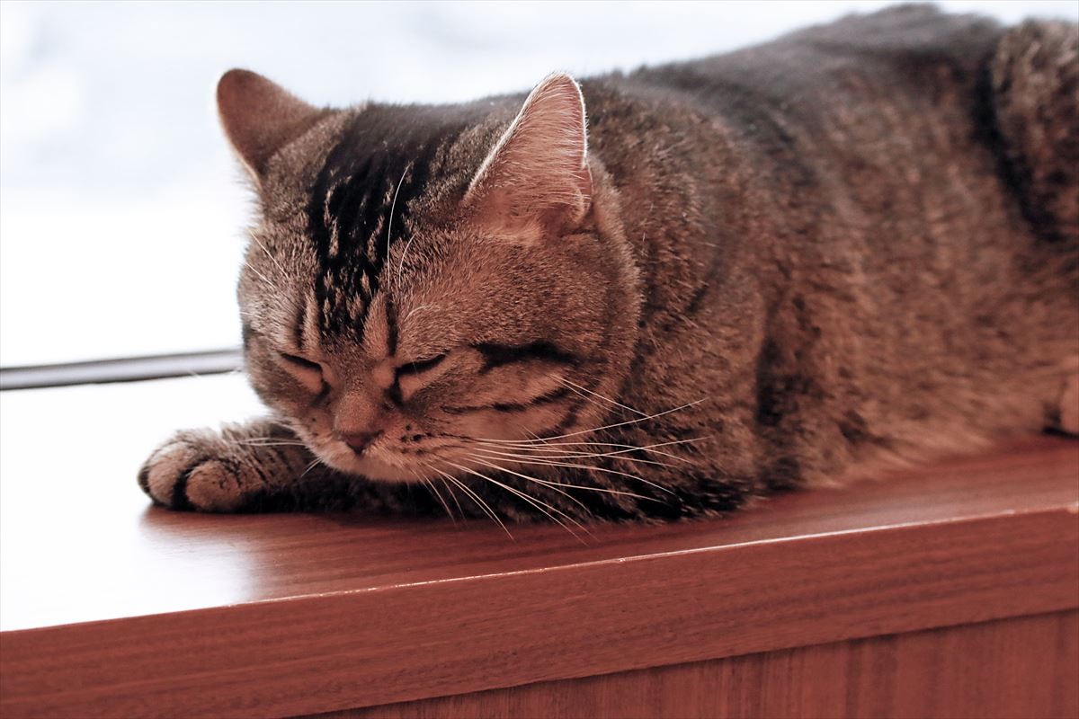 全シーンに猫を！ 猫撮影の達人・岩合光昭監督の並々ならぬこだわり