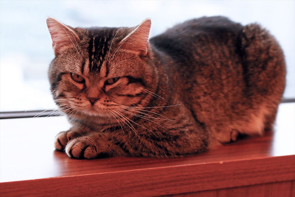 全シーンに猫を！ 猫撮影の達人・岩合光昭監督の並々ならぬこだわり