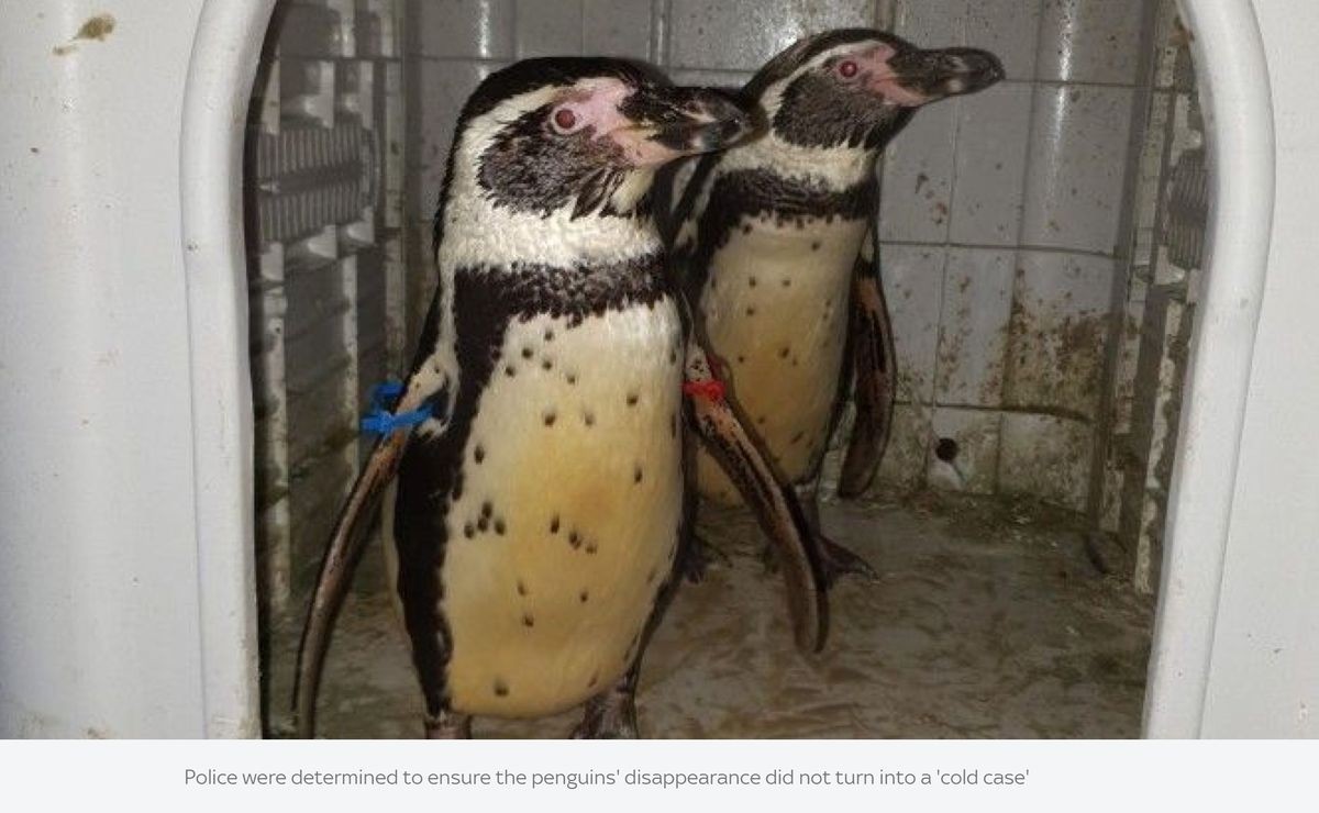 動物園から連れ去られたペンギンを救出！「孫に語りたい」