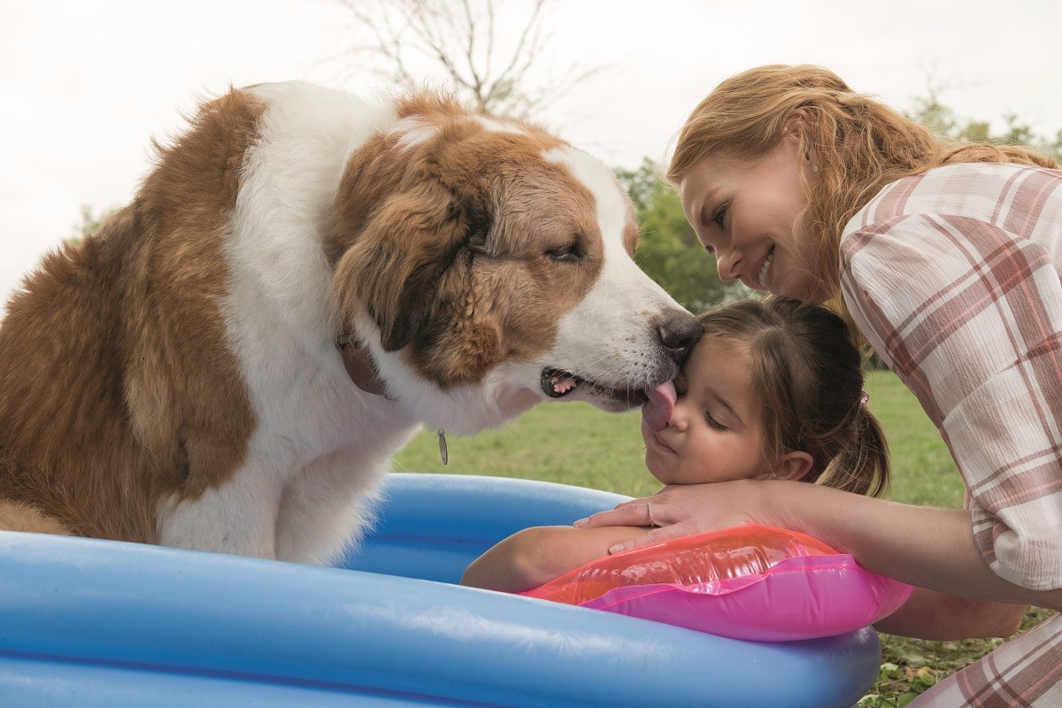 愛犬が生まれ変わって家族の絆をつなぐ『僕のワンダフル・ライフ』続編公開