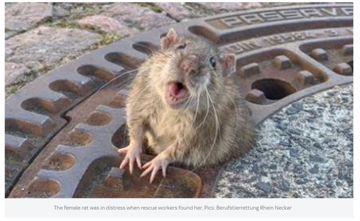 太っちょねずみ、マンホールの穴にはまって抜けなくなる