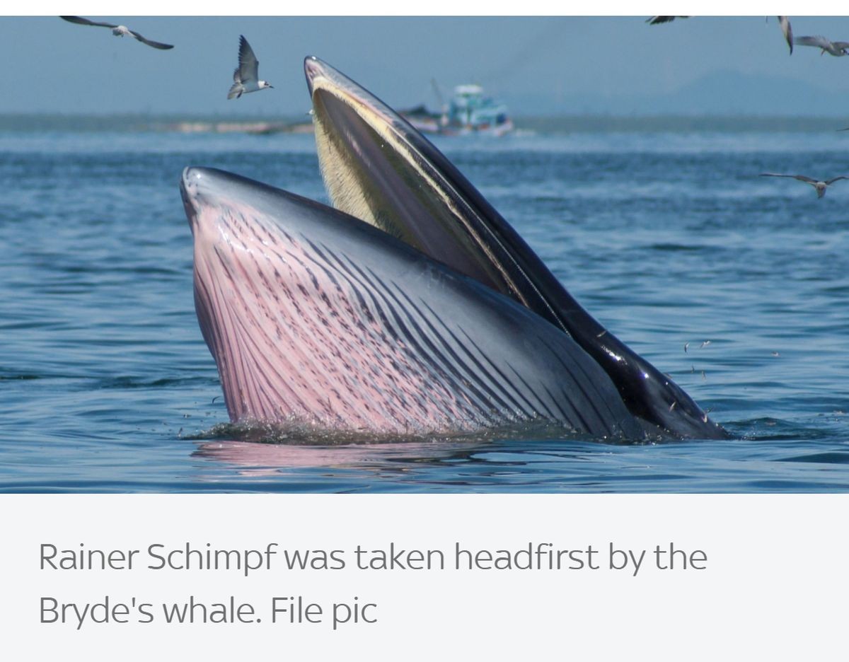 危機一髪 クジラに飲み込まれかけて生還した男 19年5月25日 写真 気になる ニュース クランクイン