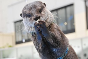 サンシャイン水族館 夏フェス2019