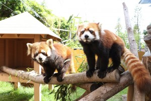 「可愛すぎる」と人気！横浜・八景島シーパラダイスにレッサーパンダが登場