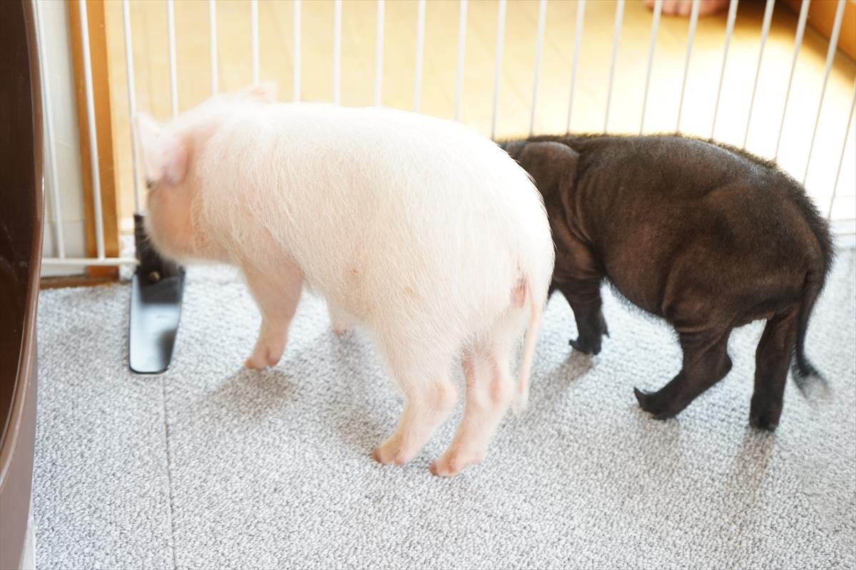 マイクロブタカフェ「mipig」