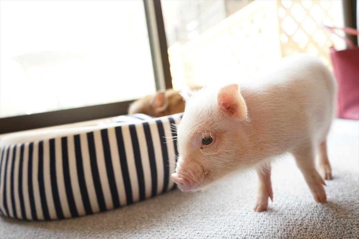 マイクロブタカフェ「mipig」