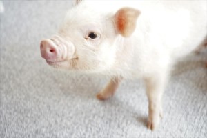 マイクロブタカフェ「mipig」