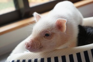 マイクロブタカフェ「mipig」