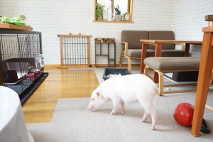 マイクロブタカフェ「mipig」