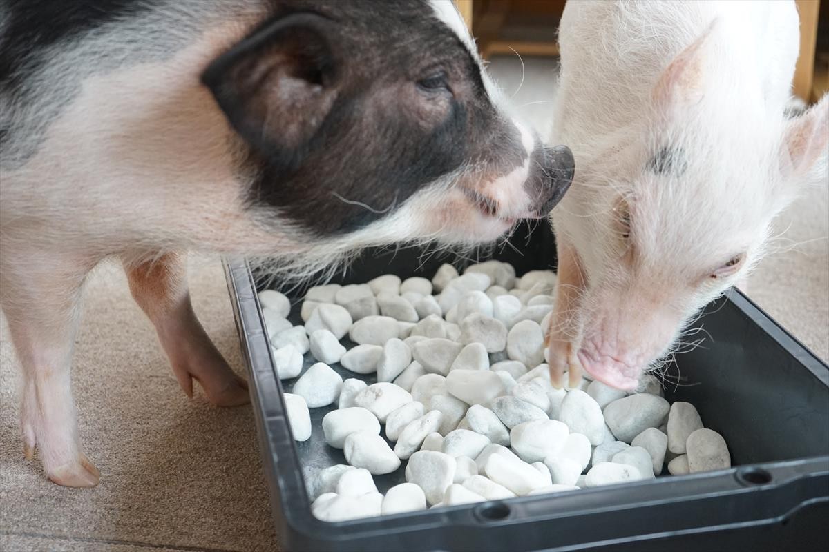 マイクロブタカフェ「mipig」